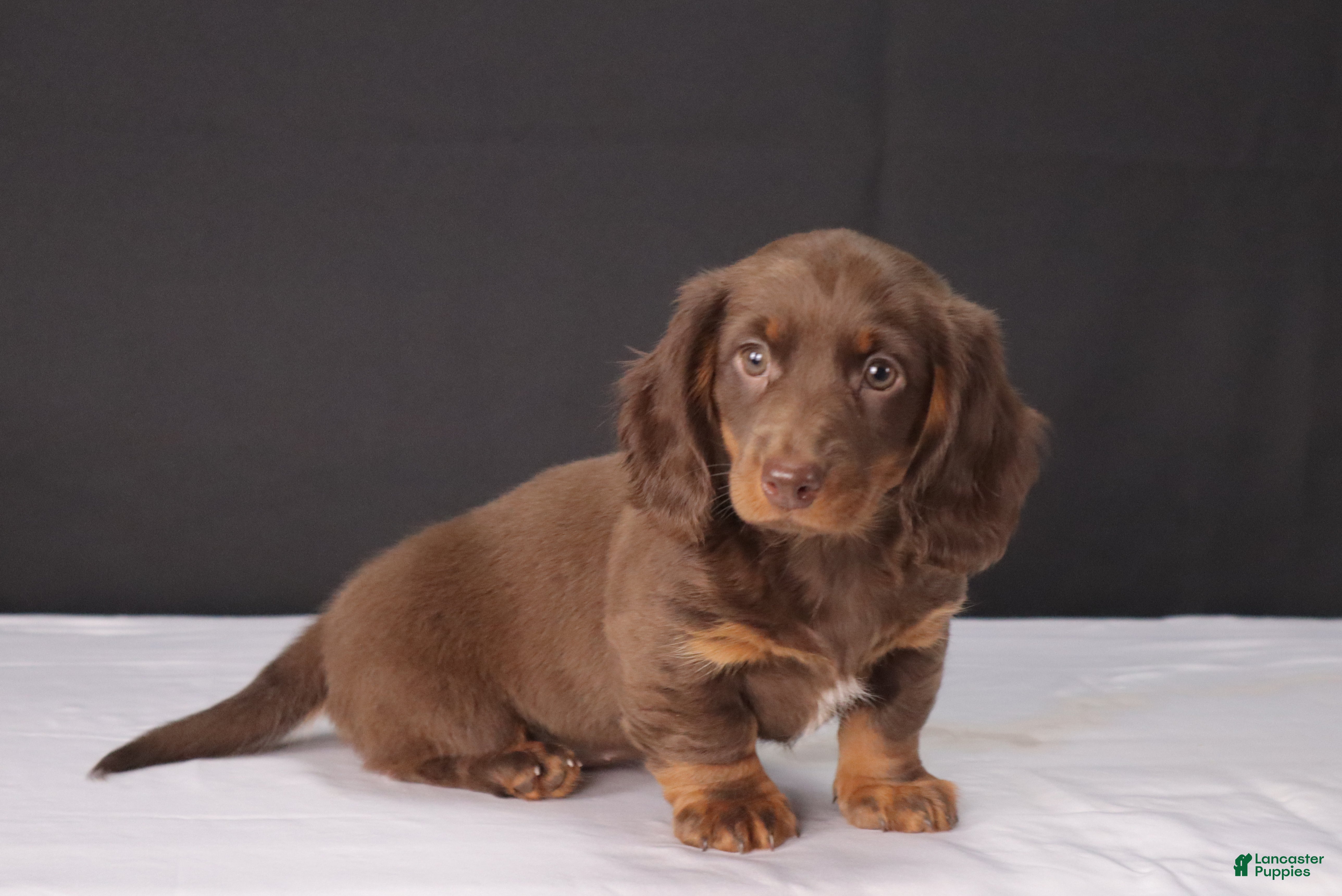 Dachshund dogs Kacie - Ad 1