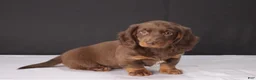 Dachshund dogs for sale: Kacie - Ad 1