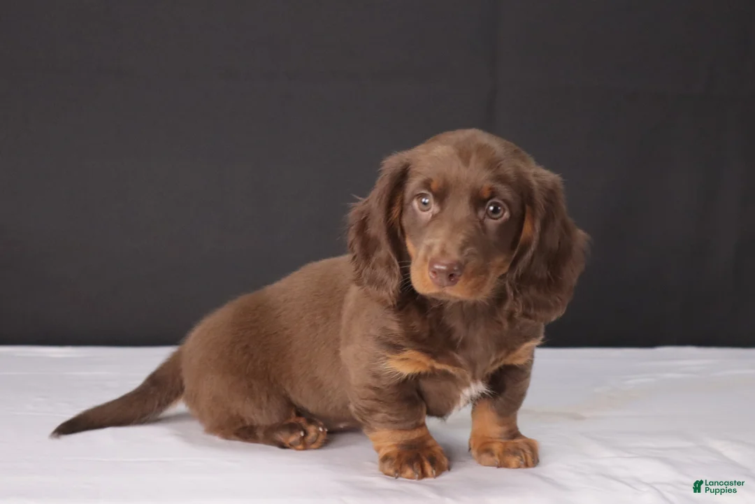 Dachshund dogs for sale: Kacie - Ad 1