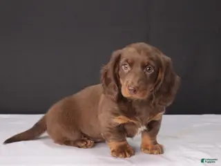 Miniature Dachshund dogs for sale: Kacie - Ad 3