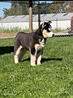 Siberian Husky dogs Chester - Ad 2