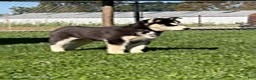 Siberian Husky dogs for sale: Chester - Ad 2