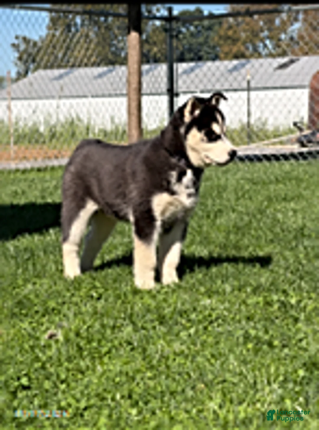 Siberian Husky dogs for sale: Chester - Ad 2