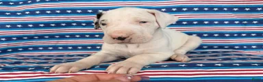 Pearl Great Dane 