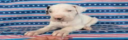 Great Dane dogs for sale: Pearl Great Dane  - Ad 1