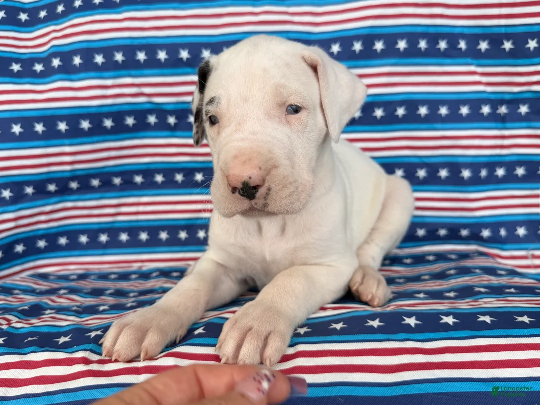 Great Dane dogs for sale: Pearl Great Dane  - Ad 1