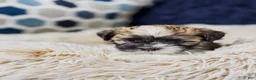 Teddy Bear dogs for sale: Teddy Bear 1 - Ad 2