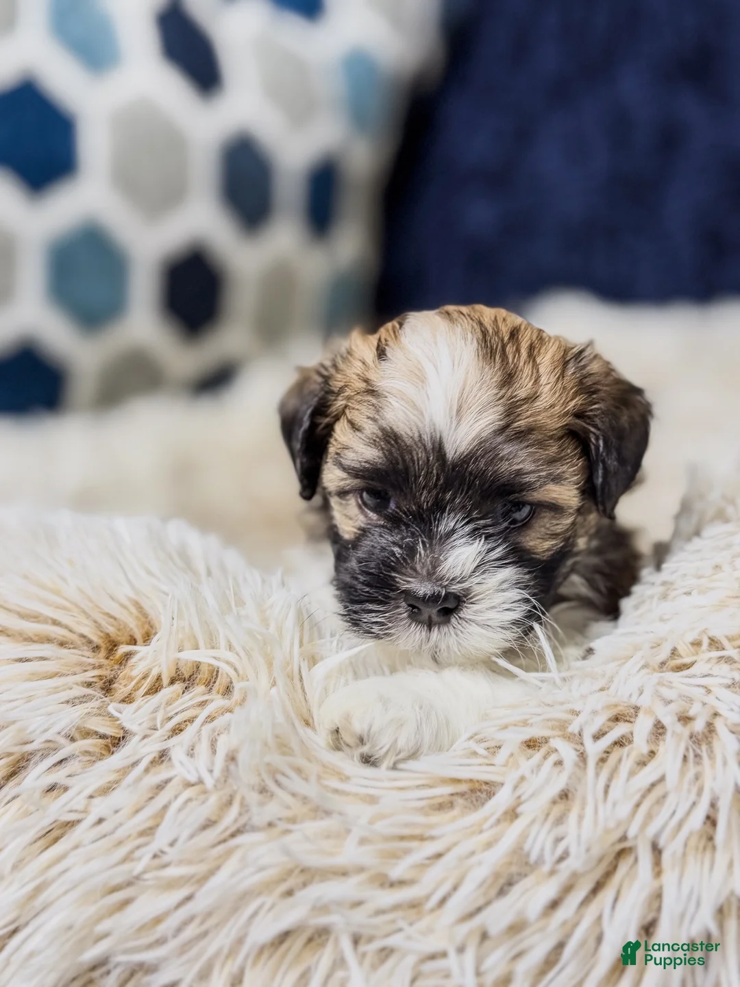 Teddy Bear dogs for sale: Teddy Bear 1 - Ad 2