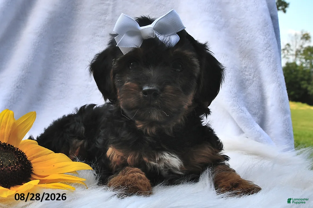 Morkie dogs for sale: Princess  - Ad 1