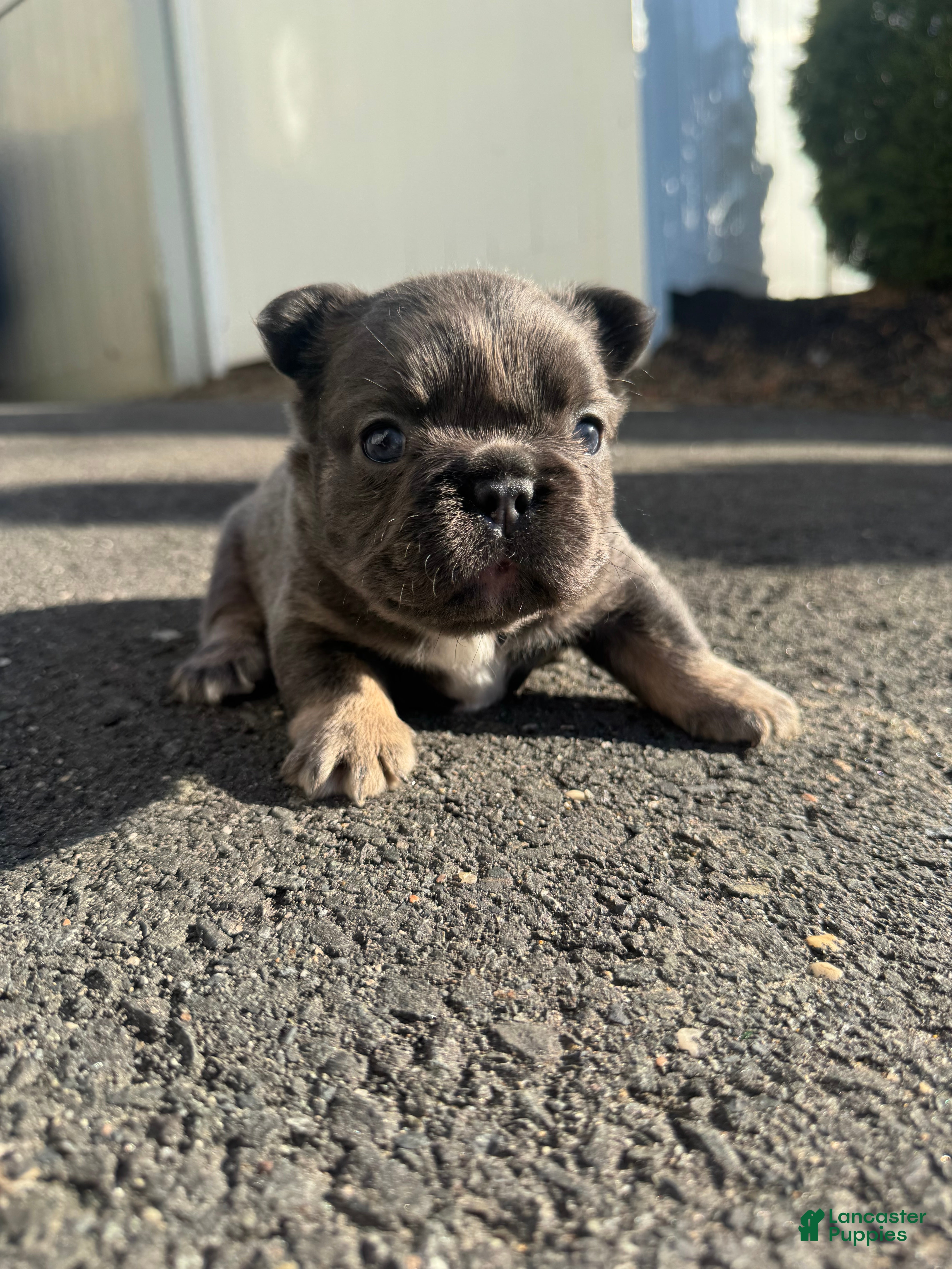 French Bulldog dogs Teddy - Ad 1