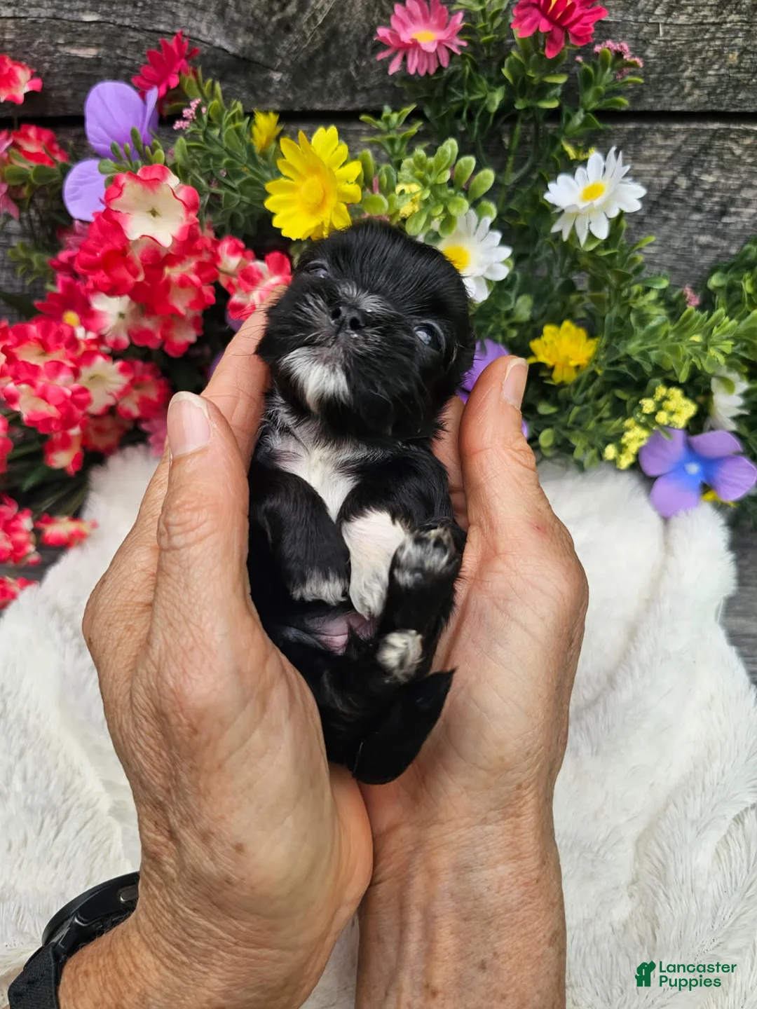 Shih Tzu dogs for sale: Jenny - Ad 4