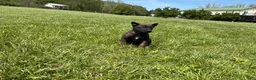 Belgian Malinois dogs for sale: Pittsburgh  - Ad 6