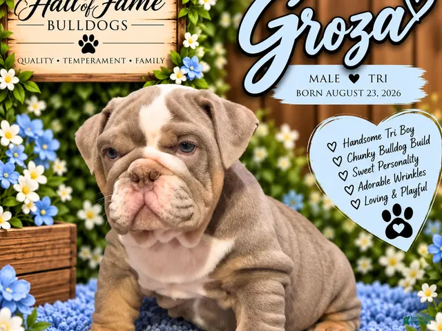 English Bulldog dogs for sale: GROZA - Ad 1