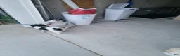 Pomeranian dogs for sale: Oreo - Ad 17