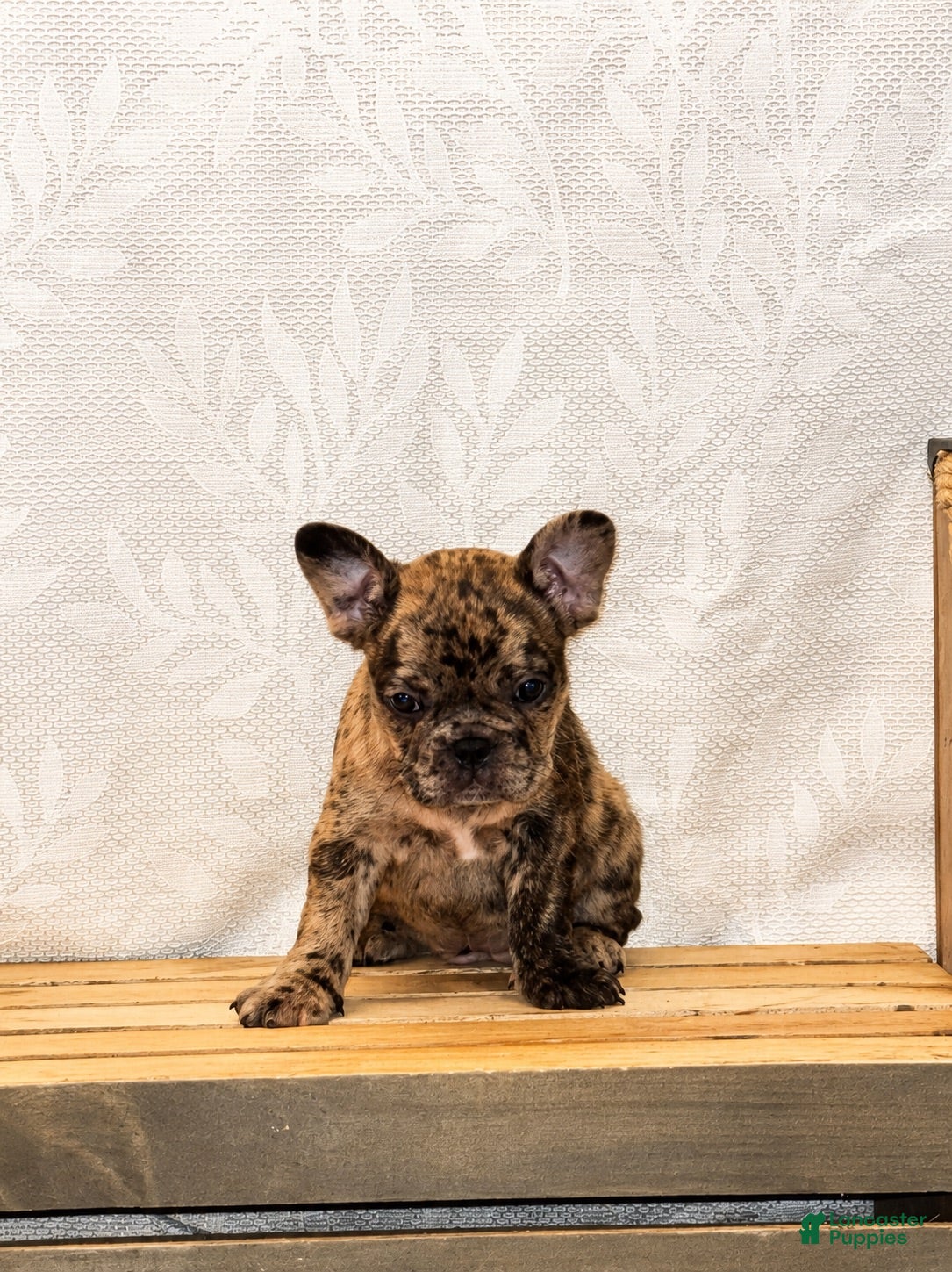 French Bulldog dogs CoCo - Ad 2