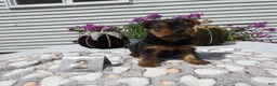 Yorkshire Terrier dogs for sale: Yorkshire Terrier 2 Willie - Ad 6