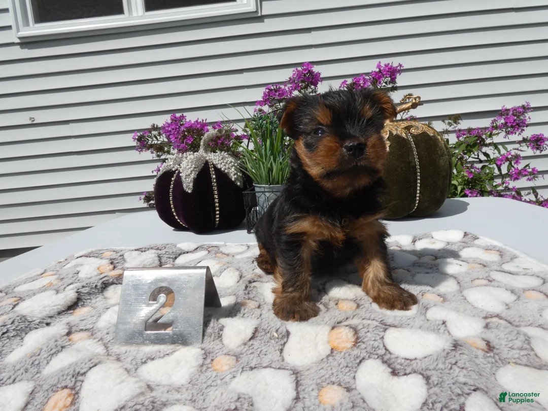 Yorkshire Terrier dogs for sale: Yorkshire Terrier 2 Willie - Ad 6