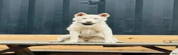 Mixed Breed dogs for sale: sutton - Ad 4
