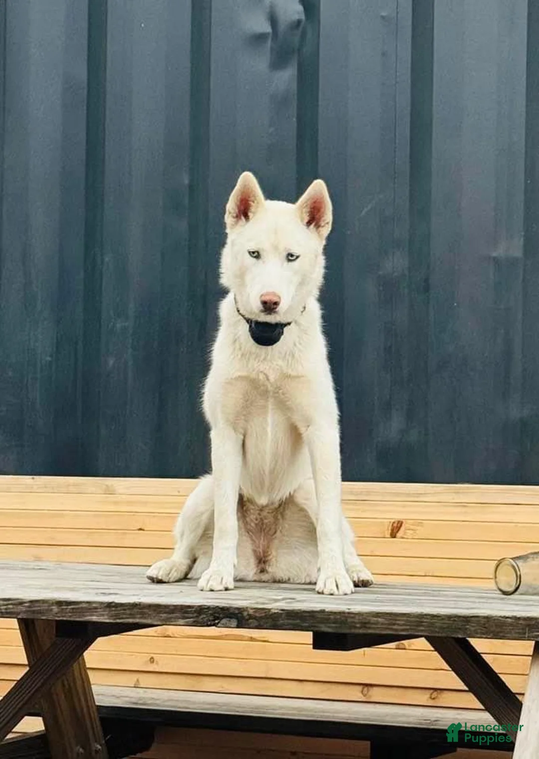 Mixed Breed dogs for sale: sutton - Ad 4