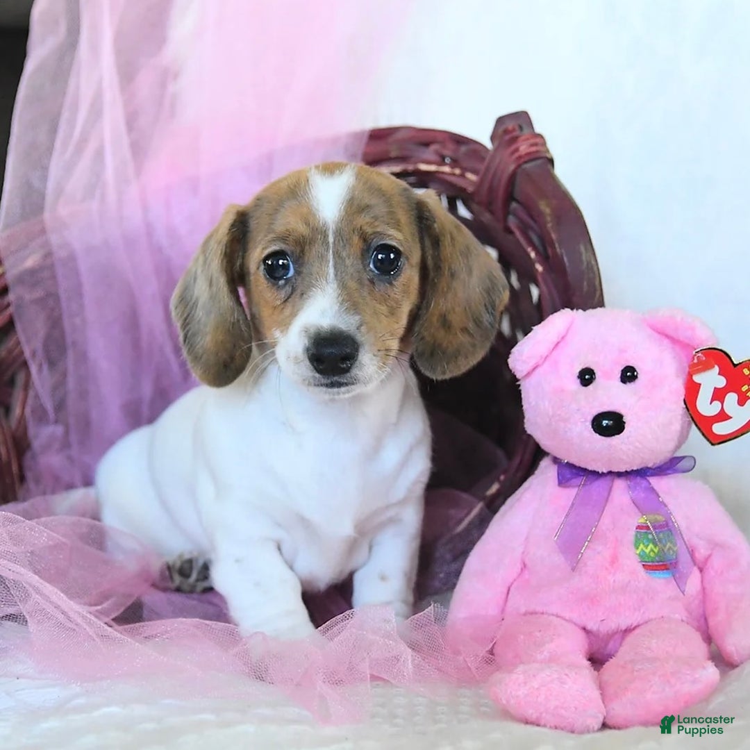 Dachshund dogs for sale: Laken - Ad 3