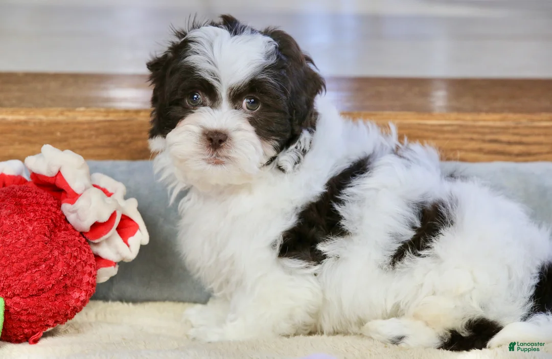 Shihpoo dogs for sale: Everlee - Ad 4