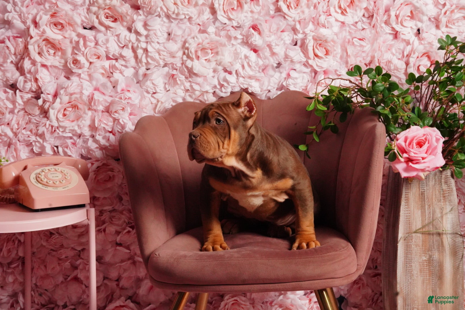 American Bully dogs Roller - Ad 3