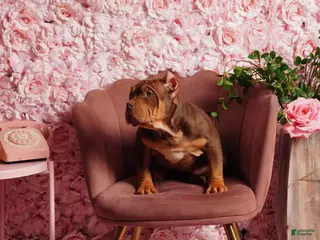 American Bully dogs Roller - Ad 27