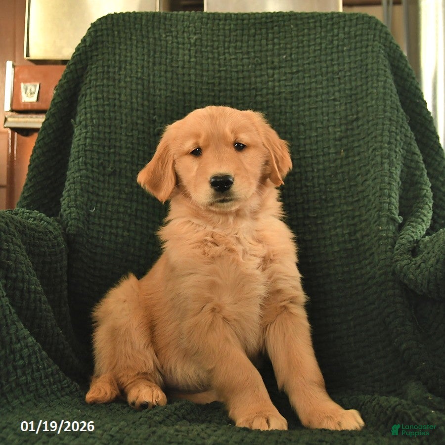 Golden Retriever dogs Regina  - Ad 39