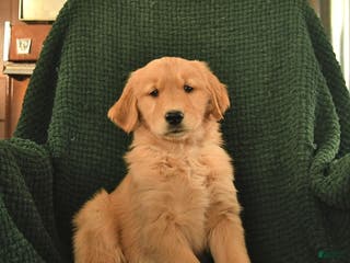 Golden Retriever dogs Regina - Ad 6
