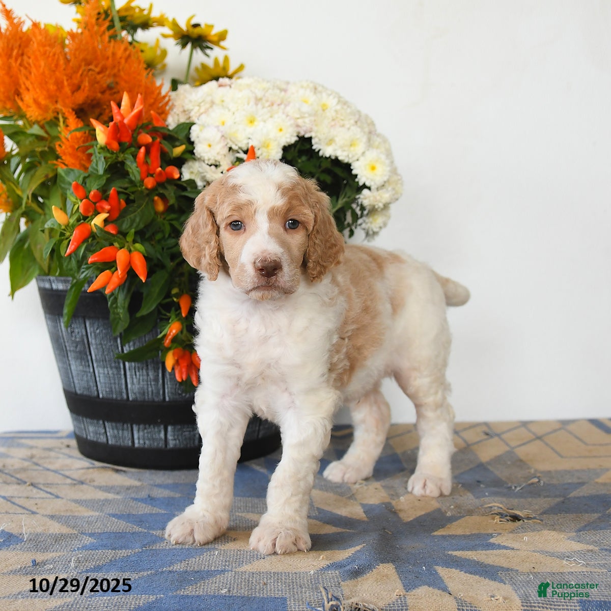 Standard Poodle dogs Teddy - Ad 15