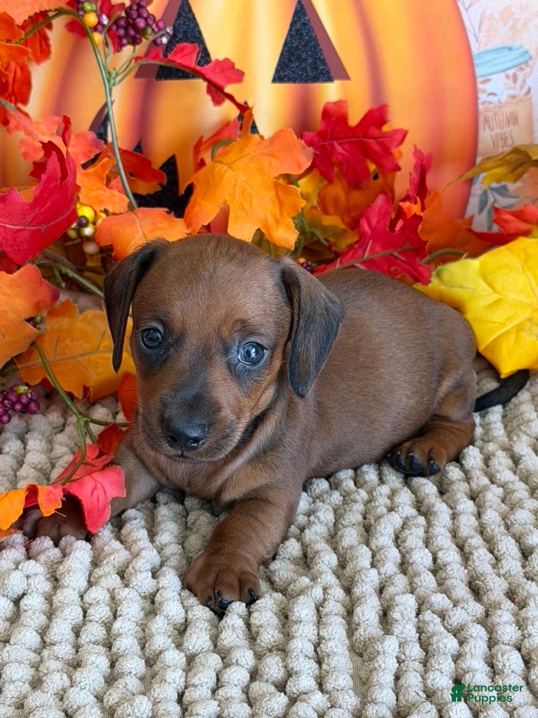 Mason (Dachshund, Male) in SC