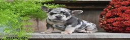 Frenchton dogs for sale: Rocco - Ad 2