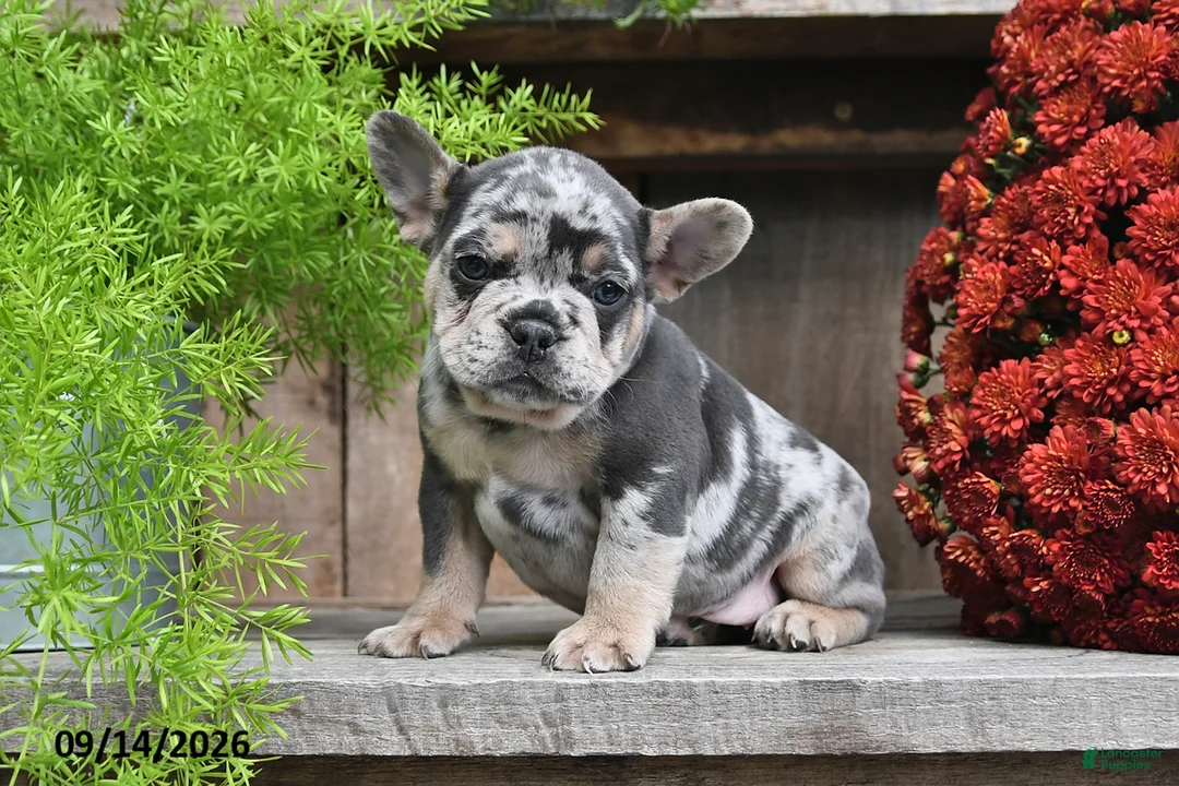 Frenchton dogs for sale: Rocco - Ad 2