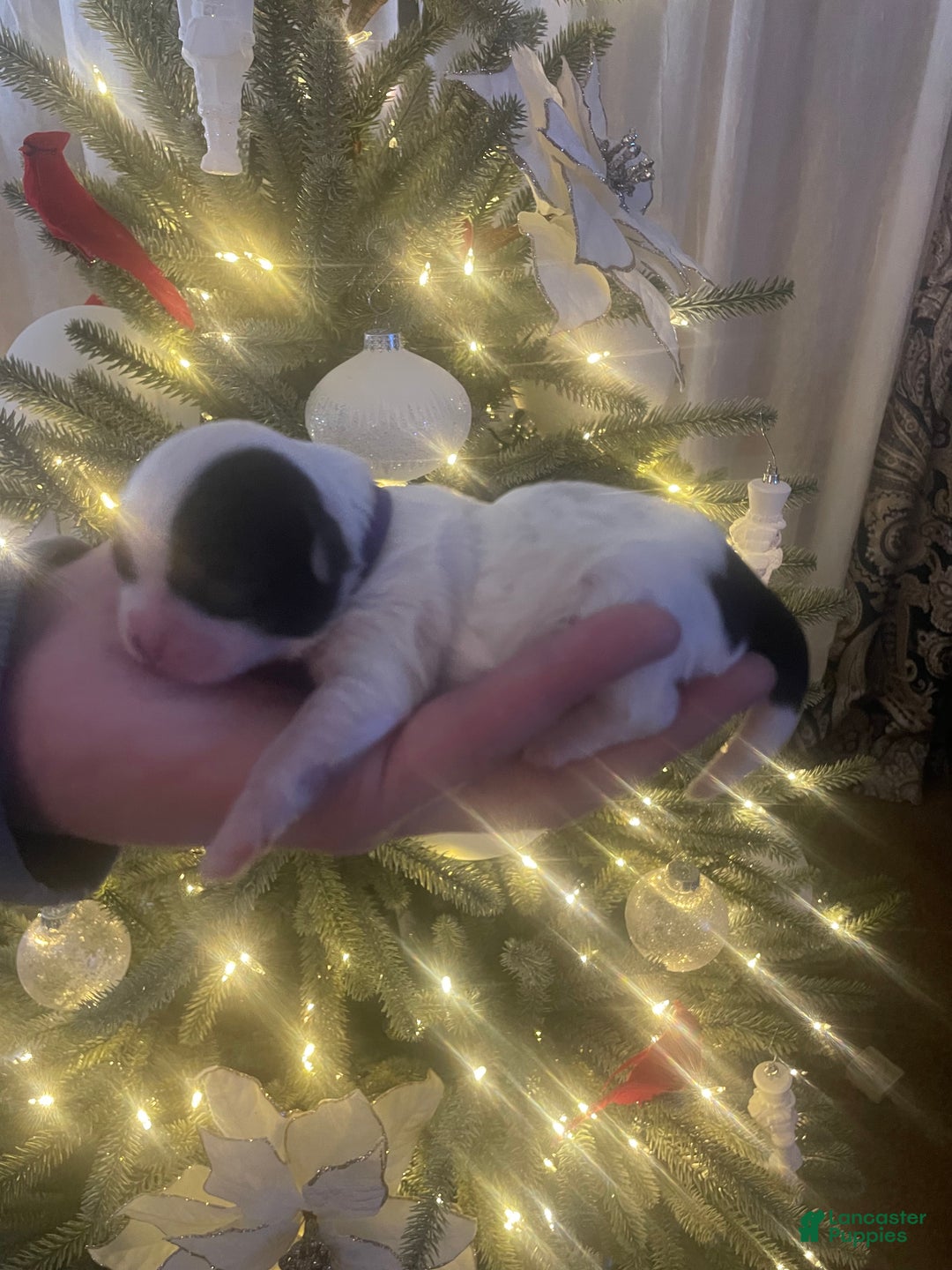 Mixed Breed dogs for sale: Piper - Ad 1