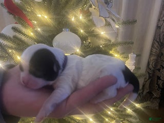 Mixed Breed dogs Piper - Ad 40