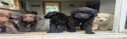 Double Doodle dogs for sale: Double Doodle 2 - Ad 1