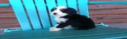 Mini Bernedoodle dogs for sale: Bertha - Ad 5