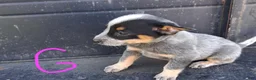 Australian Cattle Dog dogs for sale: Australian Cattle Dog 1 - Ad 12