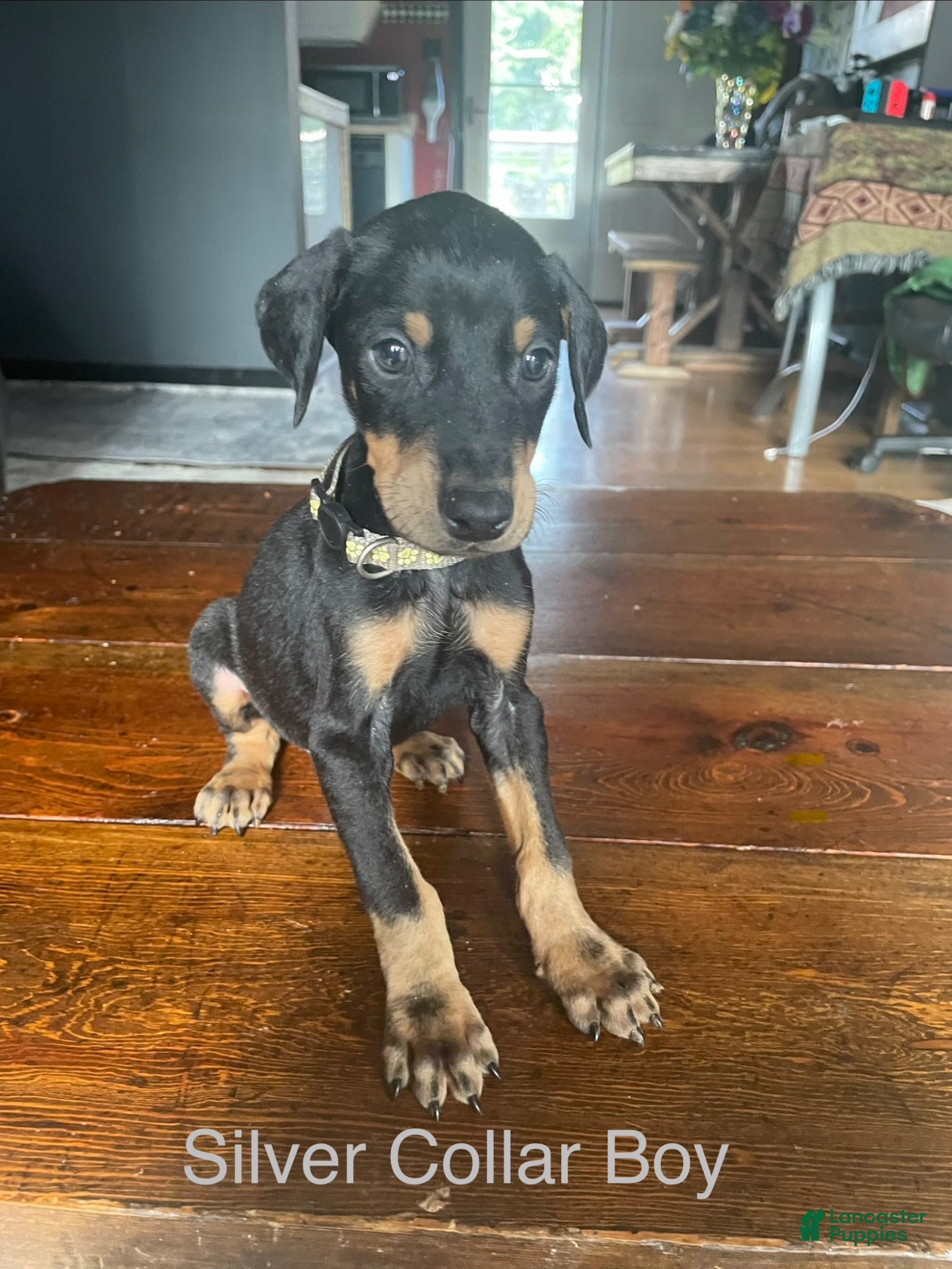 Doberman Pinscher dogs for sale: Doberman Pinscher 4 - Ad 3