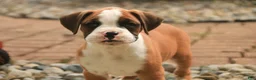 Boxer dogs for sale: Burke - Ad 9