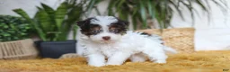 Yorkiepoo dogs for sale: Rocco - Ad 3