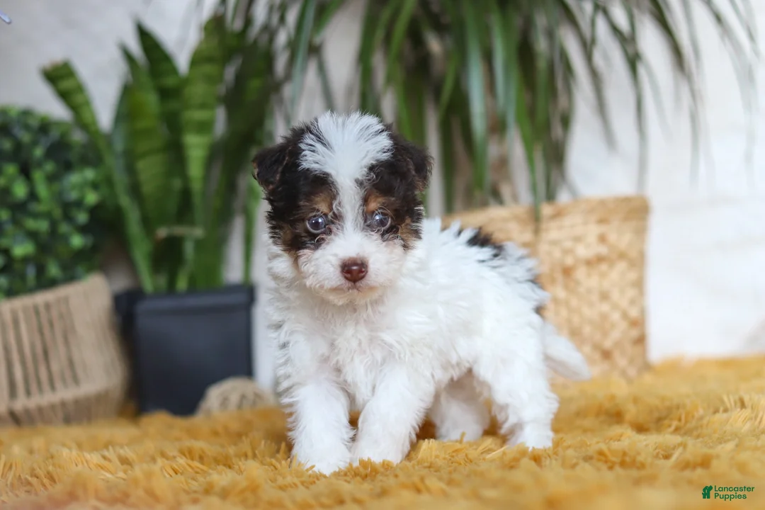 Yorkiepoo dogs for sale: Rocco - Ad 3