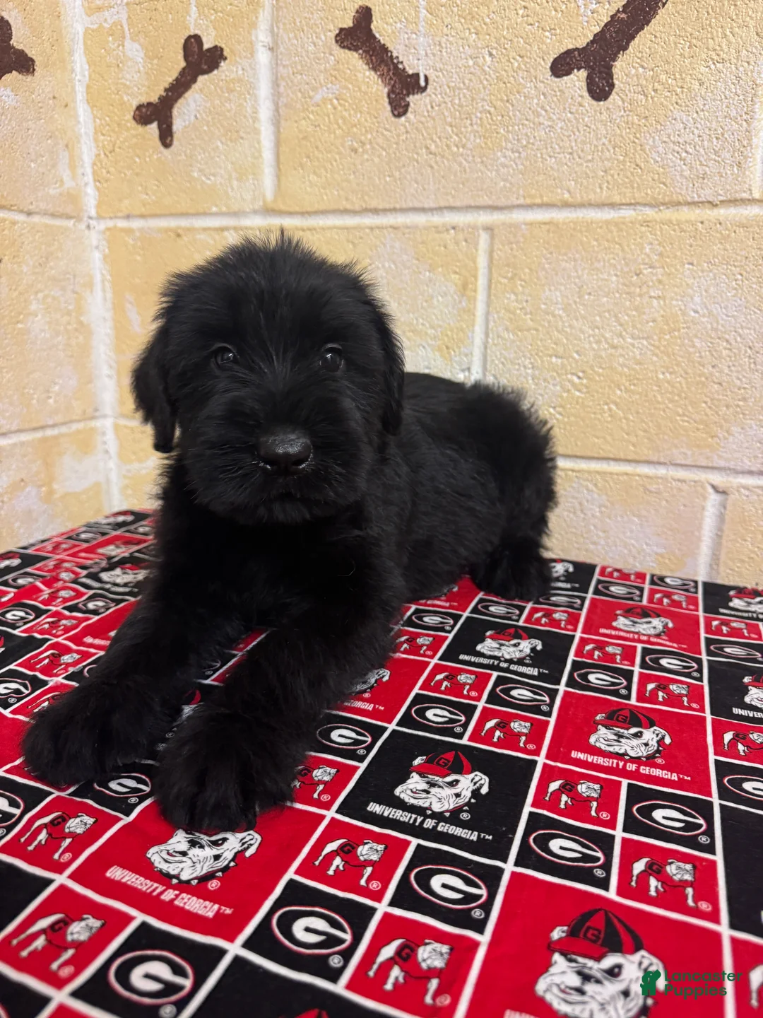 Giant Schnauzer dogs for sale: Thomas - Ad 2