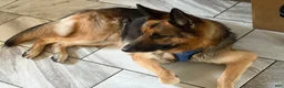 German Shepherd dogs for stud: Creed - Ad 3