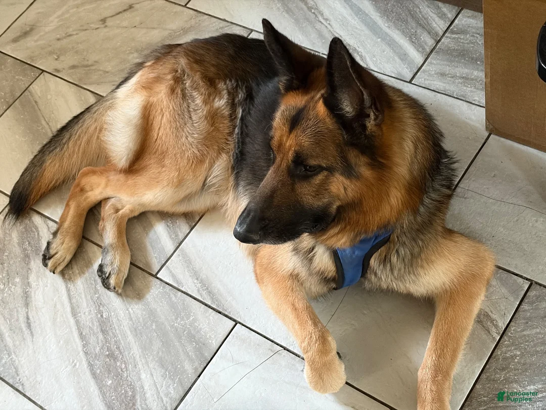 German Shepherd dogs for stud: Creed - Ad 3