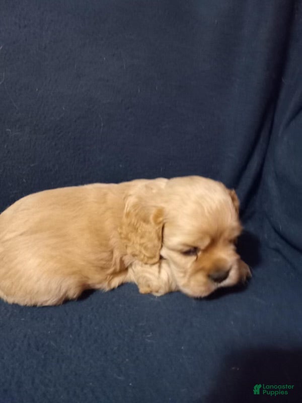 Cocker Spaniel dogs for sale: Jack  - Ad 4