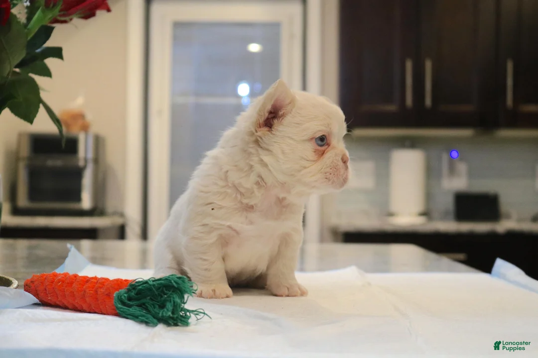 French Bulldog dogs for sale: Teddy bear - Ad 9