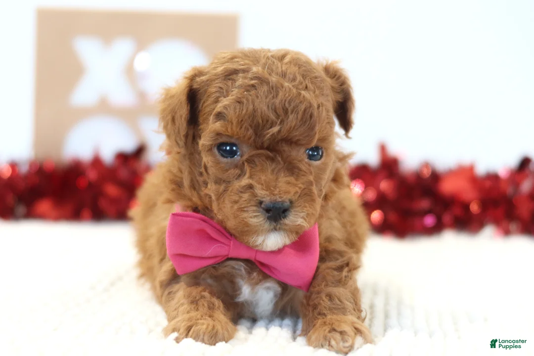 Toy Poodle dogs for sale: Lovebug - Ad 4