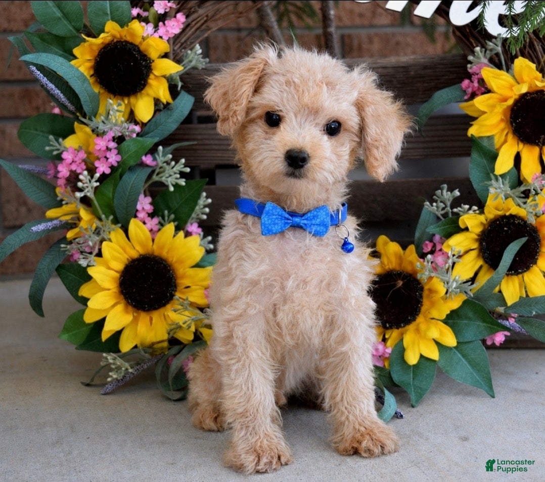 Toy Poodle dogs Preston - Ad 2