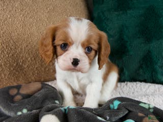 Cavalier King Charles Spaniel dogs Annie - Ad 17